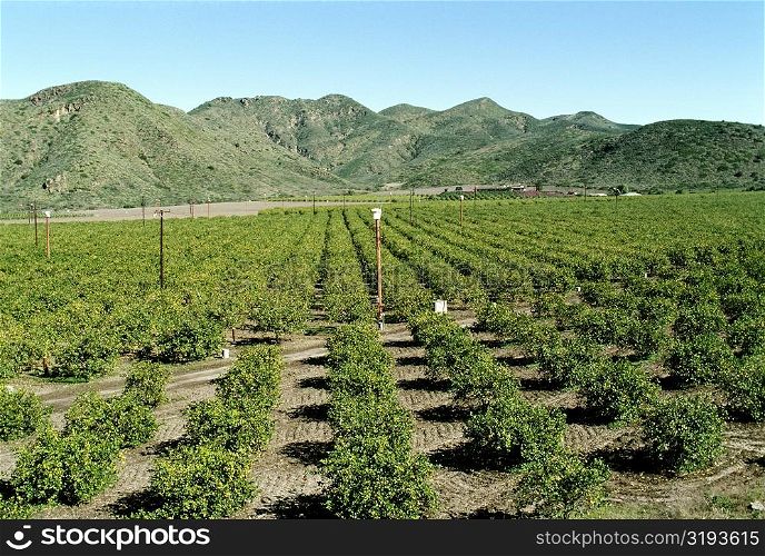 Orange Groves in Southern California