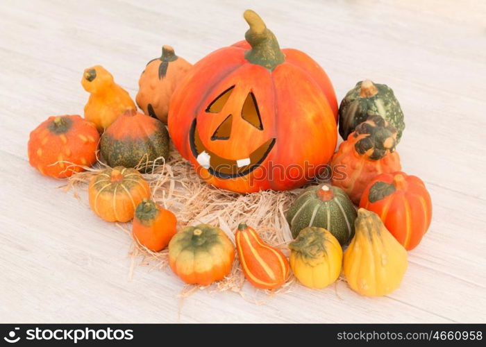 Orange Halloween pumpkin surrounded by many small pumpkins