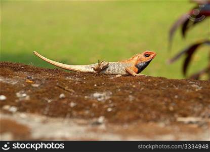 Orange-headed agama on the soft green grass background.