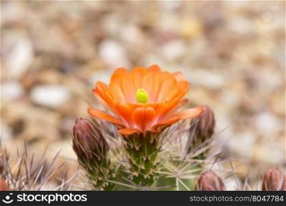 Orange hedgehog cactus and buds. Closeup with blossom and thorns. Horizontal image with copy space to sides and above. Location is Tucson, Arizona, in America&rsquo;s Southwest.