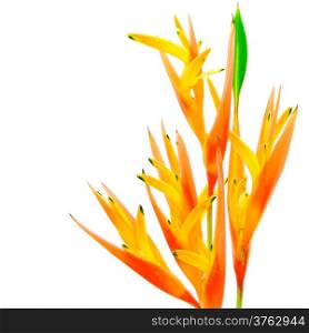 Orange Heliconia flower, Heliconia psittacorum, tropical flower isolated on a white background