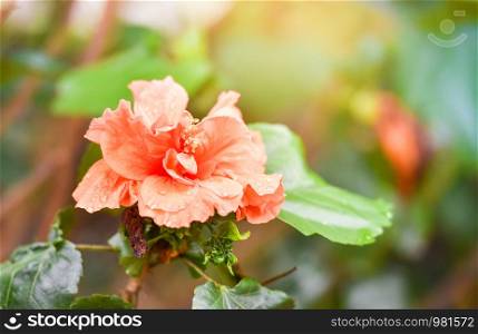 Orange hibiscus flower with green blur background in the tropical garden