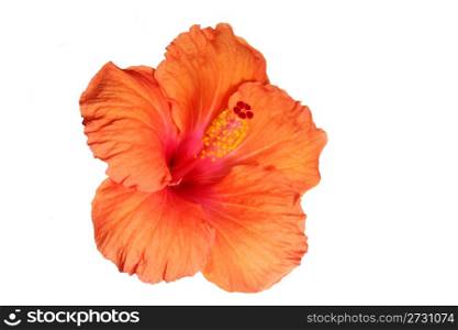 Orange hibiscus isolated on the white backgroun