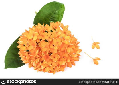 Orange Ixora flower isolated over white