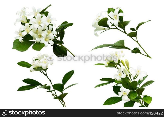 Orange Jessamine (Murraya paniculata), White flower isolated on white background