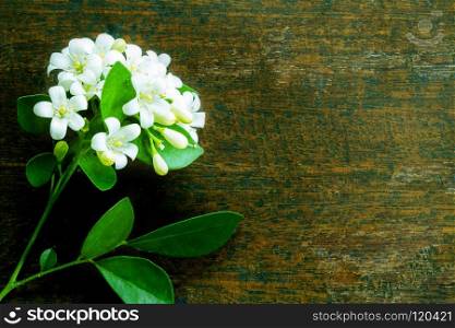 Orange Jessamine  Murraya paniculata , White flower on wood background, vintage image