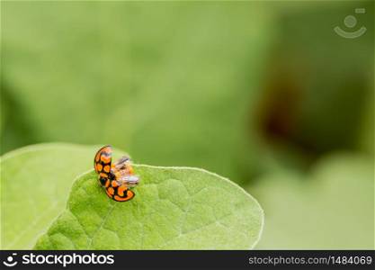Orange Ladybug airing its wings