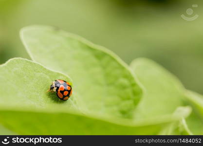 Orange Ladybug close up on a green leaf, Predator insect species for permaculture organic farming