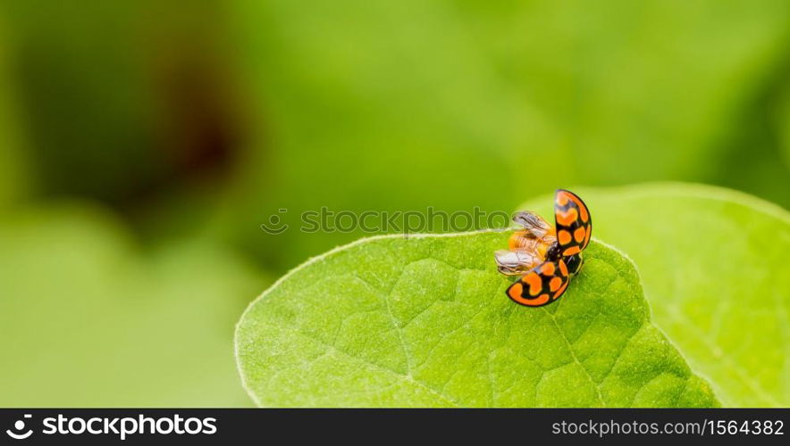 Orange Ladybug close up on a green leaf, Predator insect species for permaculture organic farming