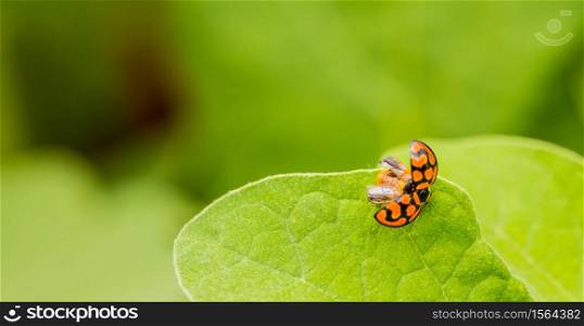 Orange Ladybug close up on a green leaf, Predator insect species for permaculture organic farming