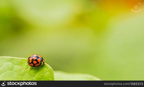 Orange Ladybug close up on a green leaf, Predator insect species for permaculture organic farming