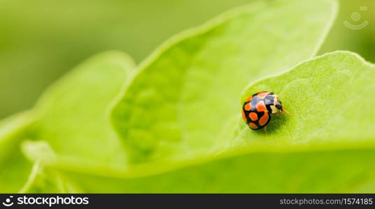 Orange Ladybug close up on a green leaf, Predator insect species for permaculture organic farming