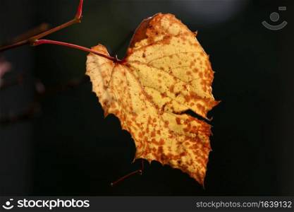 orange leaf