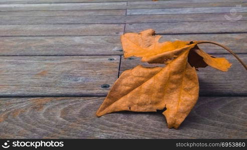 Orange leaf on wooden deck.