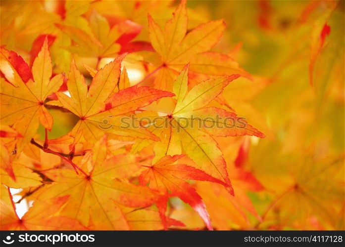 Orange leaves