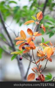 Orange leaves and purple fruit hang from the branch of a crabapple tree in fall. . Orange Crabapple Leaves