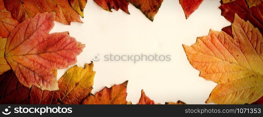 orange leaves, banner and background for foliage and autumn concept