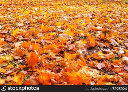 Orange leaves in autumn park. Fall seasonal background