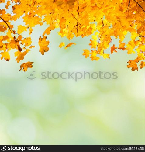 Orange leaves on the blur abstract autumn background