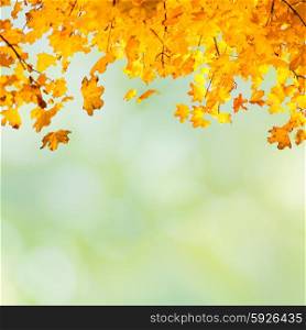 Orange leaves on the blur abstract autumn background