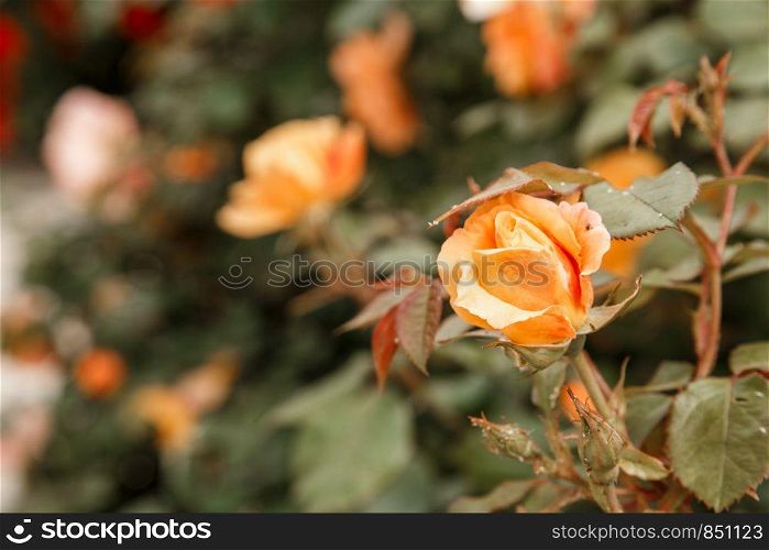 orange, light pink delicate rose closeup. selective focus with shallow depth of field
