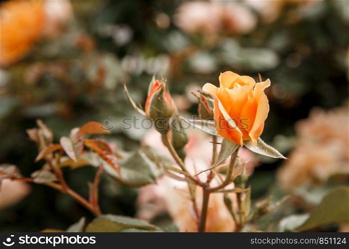 orange, light pink delicate rose closeup. selective focus with shallow depth of field