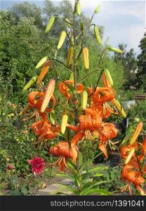 orange lilies in a garden