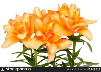 Orange lilies isolated on a white background