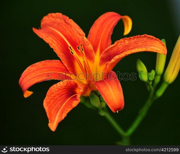 orange lily flower and buds