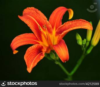 orange lily flower and buds