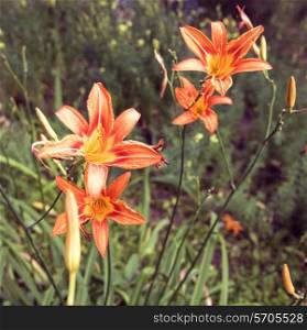 Orange lily flower with green leaves closeup