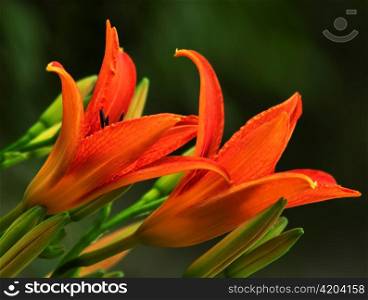 orange lily flowers , close up