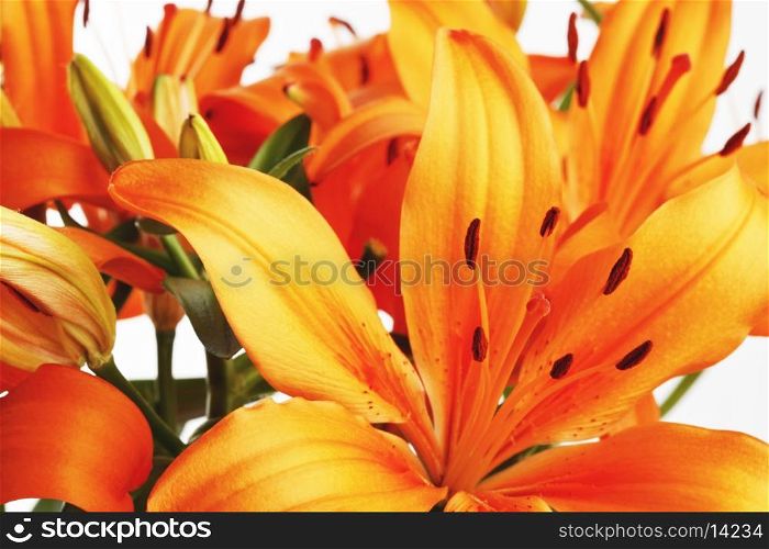 Orange lily flowers close-up on white background