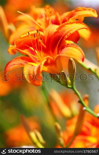 Orange lily flowers lilies in garden outdoor