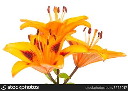 Orange lily isolated on white background.