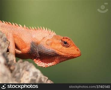 orange lizard sitting on tree in the natural habitat. close-up photos