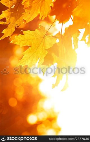 Orange maple leaves. Autumn concept.