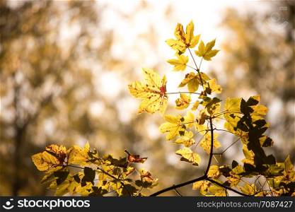 Orange maple leaves in the forest, autumn sun