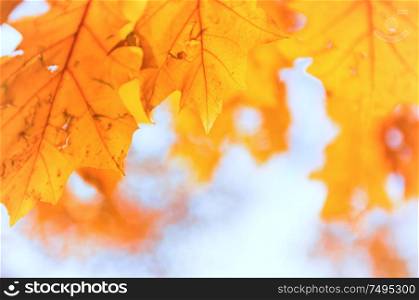 Orange maple leaves on blurred autumn park background