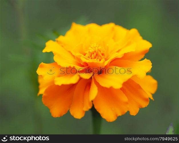 orange Marigold