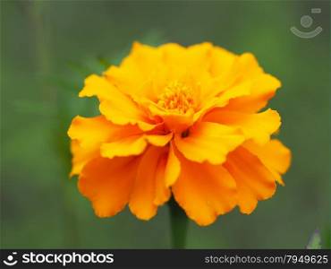 orange Marigold