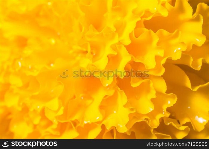 Orange Marigold Background