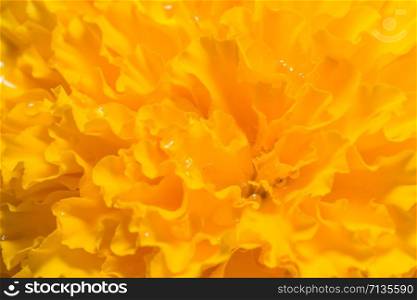 Orange Marigold Background