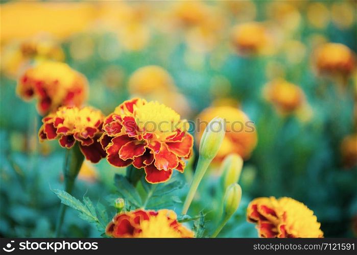 Orange marigold flower in garden with the sunlight.