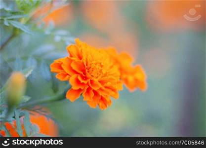 Orange marigold flowers against a blurred background.