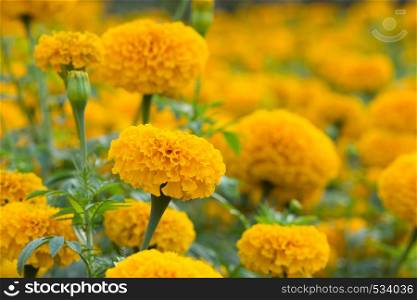 Orange Marigolds flower fields, selective focus. Orange Marigolds flower