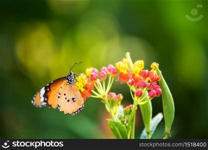 orange monarch butterfly eating on coloful flower carpel in spring with blurred bokeh floral greenery background. Wildlife animal at garden with copy space for text.