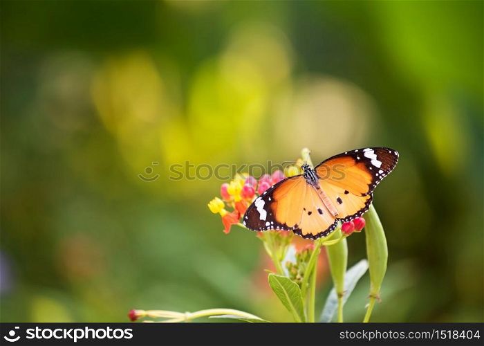 orange monarch butterfly eating on coloful flower carpel in spring with blurred foliage greenery bokeh and sunlight background. Wildlife animal at garden with copy space for text.