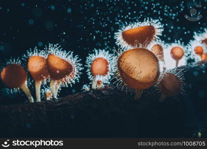 Orange mushroom ,Champagne mushroom or eyelash cup mushroom with sparkling droplets in the forest. Ecosystem or biological diversity concept.