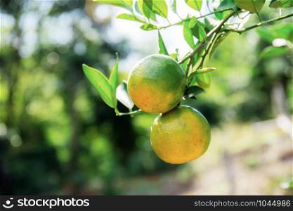 Orange of ripe on tree with the sunlight.